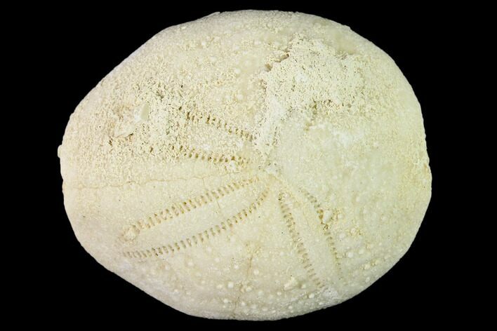 Fossil Sea Urchin (Eupatagus) - Florida #136056